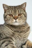 gracioso hermosa escocés gato de cerca retrato mirando a cámara en gris antecedentes foto