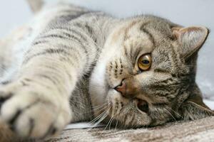 Banner of a close up of a tabby cat face with brown eyes and nose photo