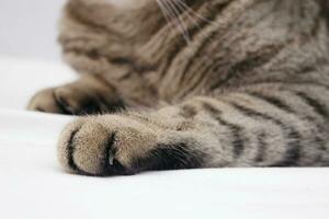 Banner of a close up of a tabby cat paws on white background photo