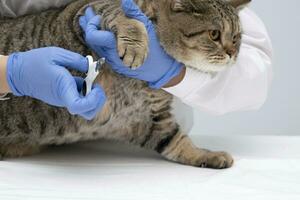 retrato de un hermosa escocés atigrado gato. veterinario medicamento. foto