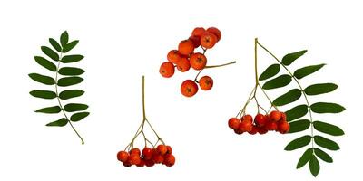 Autumn branch of red rowan berry with green rowan leaves set isolated on white background photo