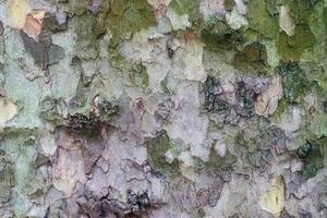 cerrar en textura de corteza de árbol muy detallada en alta resolución. foto