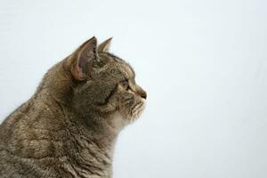 gracioso hermosa escocés gato de cerca retrato mirando a cámara en gris antecedentes foto