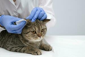 retrato de un hermosa escocés atigrado gato. veterinario medicamento. foto