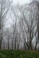 Bare tree branches in a foggy autumn park photo