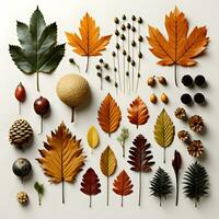 A group of autumn leaves arranged on a white background. The leaves are a variety of colors photo