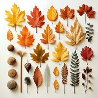 A group of autumn leaves arranged on a white background. The leaves are a variety of colors photo