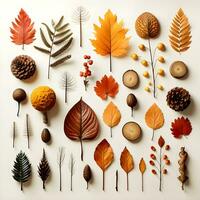 A group of autumn leaves arranged on a white background. The leaves are a variety of colors photo