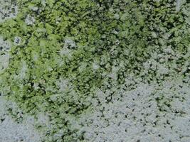 Plaster texture with moss growing for patterns and backgrounds, vector illustration photo