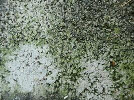 Plaster texture with moss growing for patterns and backgrounds, vector illustration photo