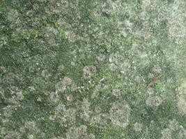 Plaster texture with moss growing for patterns and backgrounds, vector illustration photo
