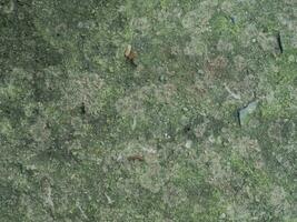 Plaster texture with moss growing for patterns and backgrounds, vector illustration photo