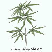 simplicidad planta de cannabis dibujo a mano alzada diseño plano. vector