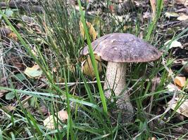 marrón boleto en el césped entre el caído hojas, seta en el bosque cerca arriba foto