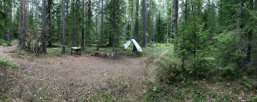 excursionismo acampar en un claro en un pino bosque, panorama foto