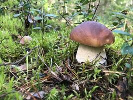 edible porcini mushroom in the forest on moss in nature close up photo