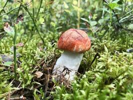 comestible boleto seta en el bosque en naturaleza cerca arriba foto