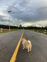 un linda blanco pomeranio perro de Pomerania, sonriente perro, blanco riendo perro foto