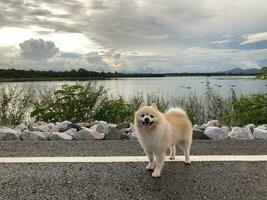 A cute white Pomeranian spitz, smiling dog, White laughing dog photo