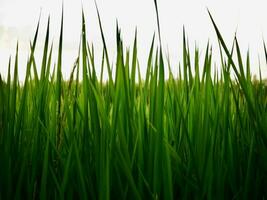 maduro arroz campo, hermosa dorado arroz campo y oído de arroz, maduro campos en granjas, arroz en un arrozal campo, desenfoque arrozal campo en el Mañana antecedentes foto