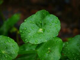 agua gotas en un verde hoja, grande hermosa gotas de transparente lluvia agua en un verde hoja macro, gotas de Rocío en el Mañana resplandor en el sol, hermosa hoja textura en naturaleza, natural antecedentes foto