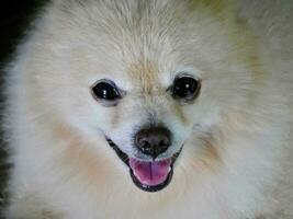 perro en el parque, un linda blanco pomeranio perro de Pomerania, sonriente perro, blanco riendo perro foto