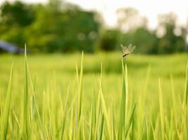 green wheat field, Ripe rice field, Beautiful golden rice field and ear of rice, Mature rice fields on farms, Rice in a paddy field,Blur Paddy rice field in the morning background photo