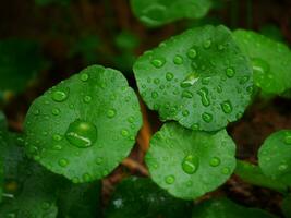 water drops on a green leaf, Large beautiful drops of transparent rain water on a green leaf macro, Drops of dew in the morning glow in the sun, Beautiful leaf texture in nature, Natural background photo