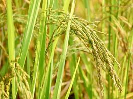 green wheat field, Ripe rice field, Beautiful golden rice field and ear of rice, Mature rice fields on farms, Rice in a paddy field,Blur Paddy rice field in the morning background photo