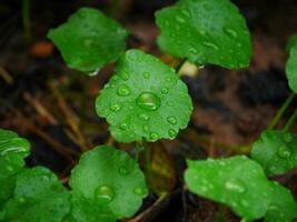 water drops on a green leaf, Large beautiful drops of transparent rain water on a green leaf macro, Drops of dew in the morning glow in the sun, Beautiful leaf texture in nature, Natural background photo