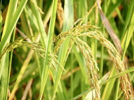 verde trigo campo, maduro arroz campo, hermosa dorado arroz campo y oído de arroz, maduro arroz campos en granjas, arroz en un arrozal campo, desenfoque arrozal arroz campo en el Mañana antecedentes foto