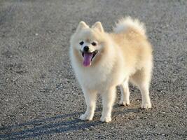 perro en el parque, un linda blanco pomeranio perro de Pomerania, sonriente perro, blanco riendo perro foto