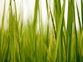 green wheat field, Ripe rice field, Beautiful golden rice field and ear of rice, Mature rice fields on farms, Rice in a paddy field,Blur Paddy rice field in the morning background photo