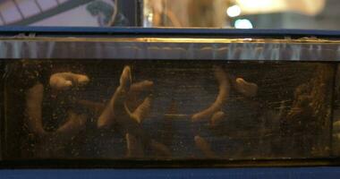 Meer Essen Aquarium mit Löffel Würmer video