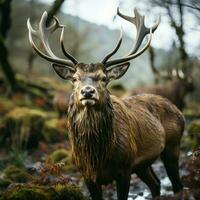 Beautiful red deer stag in the forest. Wildlife scene from nature photo