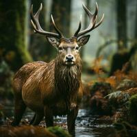 hermosa rojo ciervo ciervo en el bosque. fauna silvestre escena desde naturaleza foto