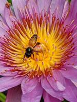 Pink and purple lotus flowers in bloom, bees swarming in a garden in Bangkok, Thailand photo