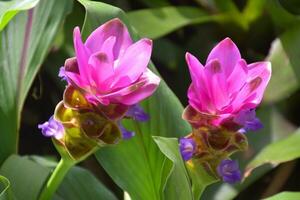 Field of beautiful pink Krachiow flowers blooming in a garden, Bangkok, Thailand photo