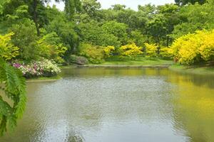 hermosa arboles y lago en un Bangkok parque, Tailandia foto