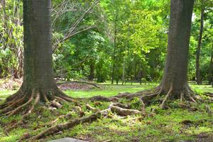 Beautiful trees and roots in a Bangkok garden, Thailand photo