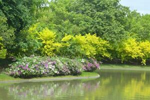 Beautiful lake and trees in a park, Bangkok, Thailand photo