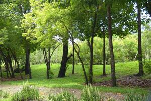 Beautiful trees and pathways in the park, Bangkok, Thailand photo