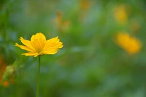 yellow daisy Beautiful blooming oranges in the Bangkok Thai garden photo