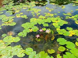 Lotus flowers blooming in a garden pond, Bangkok, Thailand photo