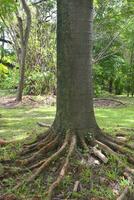 Beautiful trees and roots in a Bangkok garden, Thailand photo