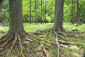 Beautiful trees and roots in a Bangkok garden, Thailand photo