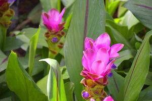 Field of beautiful pink Krachiow flowers blooming in a garden, Bangkok, Thailand photo