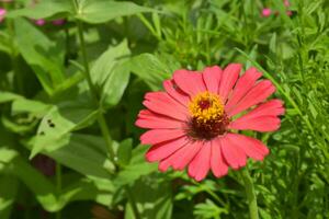 Zinnia flowers blooming in the park, Bangkok, Thailand photo