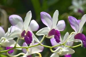 blanco orquídea violetas floreciente en un jardín en bangkok, Tailandia foto