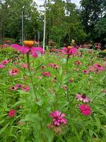 pink zinnia flower Blooming in a garden in Bangkok, Thailand photo